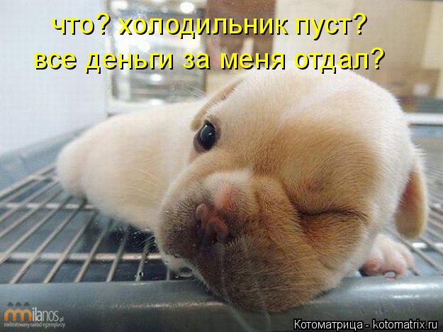 что? холодильник пуст? все деньги за меня отдал?... Котоматрица: что? холодильник пуст? все деньги за меня отдал?