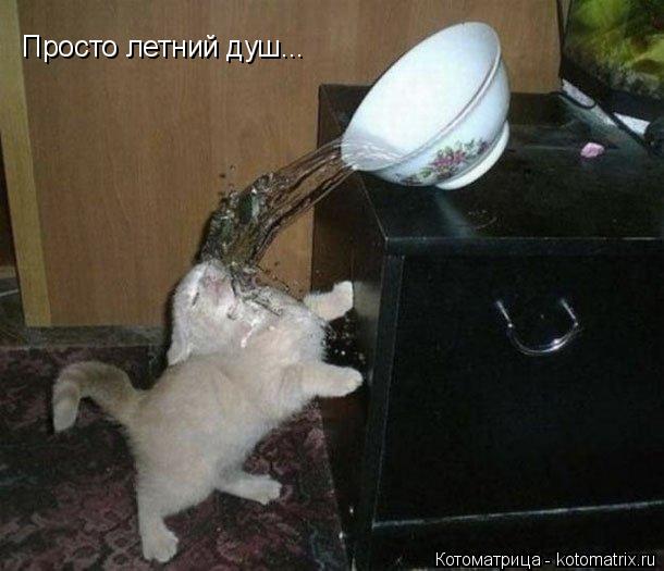 Просто летний душ...... Котоматрица: Просто летний душ...
