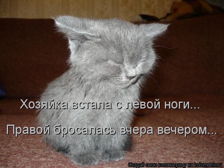 Хозяйка встала с левой ноги... Правой бросалась вчера вечером...... Котоматрица: Хозяйка встала с левой ноги... Правой бросалась вчера вечером...
