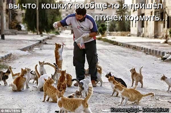вы что, кошки? вообще-то я пришёл птичек кормить...... Котоматрица: вы что, кошки? вообще-то я пришёл птичек кормить...