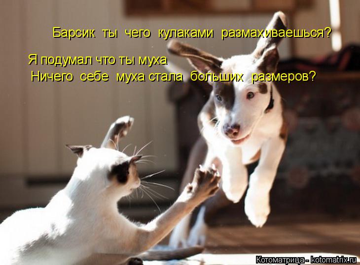 Барсик ты чего кулаками размахиваешься? Я подумал что ты муха Ничего себе муха стала больших ... Котоматрица: Барсик ты чего кулаками размахиваешься? Я подумал что ты муха Ничего себе муха стала больших размеров?
