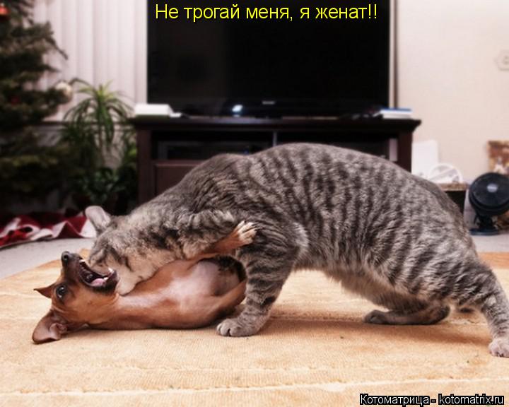 Не трогай меня, я женат!!... Котоматрица: Не трогай меня, я женат!!