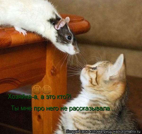 Хозяйка-а, а это кто?! Ты мне про него не рассказывала...... Котоматрица: Хозяйка-а, а это кто?! Ты мне про него не рассказывала...