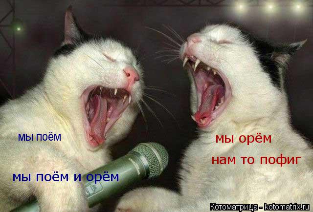мы поём мы орём нам то пофиг мы поём и орём... Котоматрица: мы поём мы орём нам то пофиг мы поём и орём