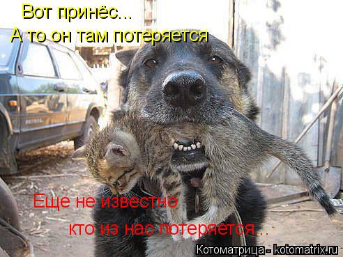 Вот принёс... А то он там потеряется Еще не известно кто из нас потеряется...... Котоматрица: Вот принёс... А то он там потеряется Еще не известно кто из нас потеряется...