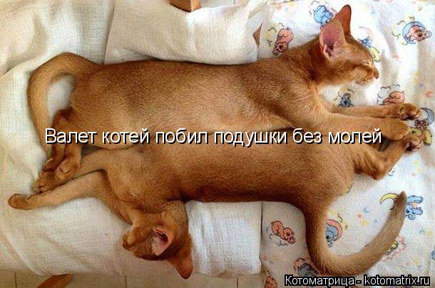Валет котей побил подушки без молей... Котоматрица: Валет котей побил подушки без молей