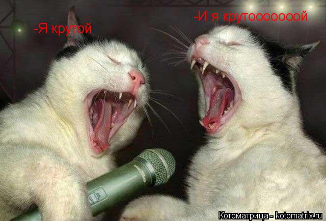 -Я крутой -И я крутооооооой... Котоматрица: -Я крутой -И я крутооооооой