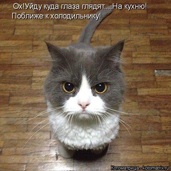 Ох!Уйду куда глаза глядят....На кухню! Поближе к холодильнику!... Котоматрица: Ох!Уйду куда глаза глядят....На кухню! Поближе к холодильнику!