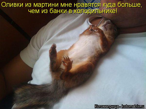 Оливки из мартини мне нравятся куда больше, чем из банки в холодильнике!... Котоматрица: Оливки из мартини мне нравятся куда больше, чем из банки в холодильнике!