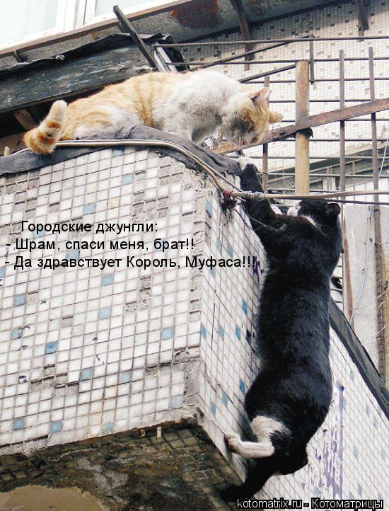 - Да здравствует Король, Муфаса!!! - Шрам, спаси меня, брат!! Городские джунгли:... Котоматрица: - Да здравствует Король, Муфаса!!! - Шрам, спаси меня, брат!! Городские джунгли: