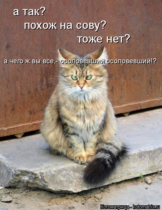 а так? похож на сову? тоже нет? а чего ж вы все,- осоловевший,осоловевший!?... Котоматрица: а так? похож на сову? тоже нет? а чего ж вы все,- осоловевший,осоловевший!?