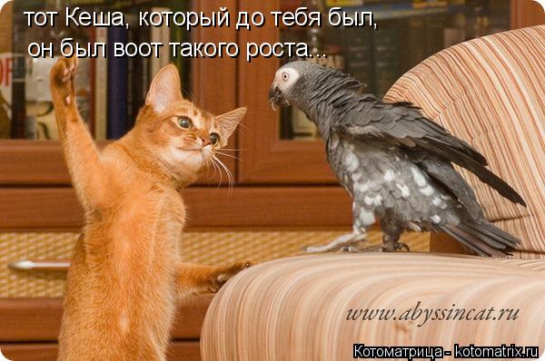 он был воот такого роста... тот Кеша, который до тебя был,... Котоматрица: он был воот такого роста... тот Кеша, который до тебя был,