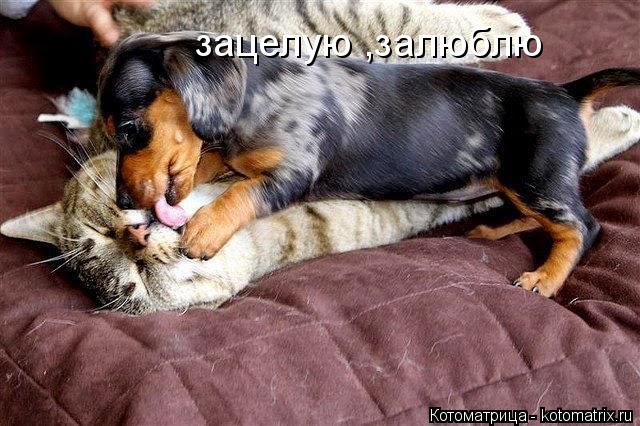 зацелую ,залюблю... Котоматрица: зацелую ,залюблю