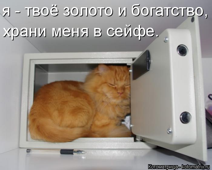 я - твоё золото и богатство, храни меня в сейфе.... Котоматрица: я - твоё золото и богатство, храни меня в сейфе.