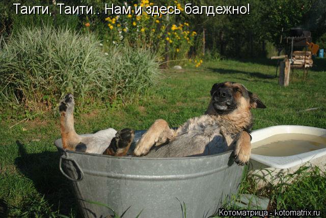Таити, Таити.. Нам и здесь балдежно!... Котоматрица: Таити, Таити.. Нам и здесь балдежно!