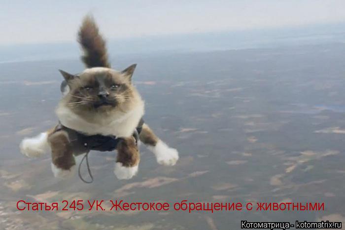Статья 245 УК. Жестокое обращение с животными... Котоматрица: Статья 245 УК. Жестокое обращение с животными