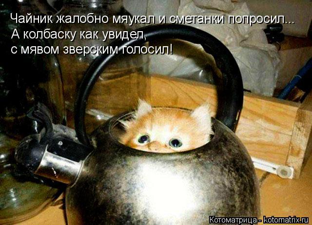 Чайник жалобно мяукал и сметанки попросил... А колбаску как увидел, с мявом зверским голосил!... Котоматрица: Чайник жалобно мяукал и сметанки попросил... А колбаску как увидел, с мявом зверским голосил!
