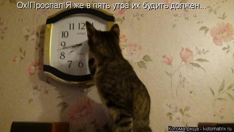 Ох!Проспал!Я же в пять утра их будить должен...... Котоматрица: Ох!Проспал!Я же в пять утра их будить должен...