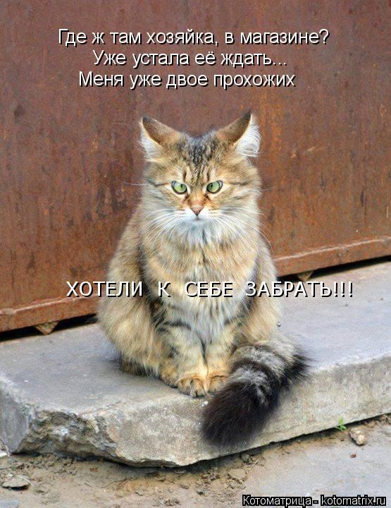 Где ж там хозяйка, в магазине? Уже устала её ждать... Меня уже двое прохожих ХОТЕЛИ К СЕБЕ ЗАБРАТЬ... Котоматрица: Где ж там хозяйка, в магазине? Уже устала её ждать... Меня уже двое прохожих ХОТЕЛИ К СЕБЕ ЗАБРАТЬ!!!