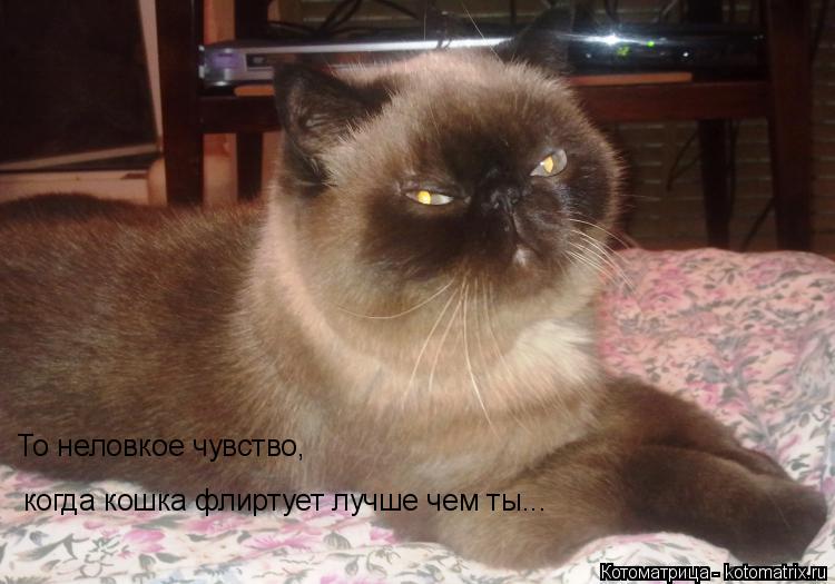 То неловкое чувство, когда кошка флиртует лучше чем ты...... Котоматрица: То неловкое чувство, когда кошка флиртует лучше чем ты...