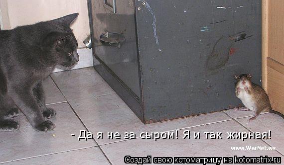 - Да я не за сыром! Я и так жирная!... Котоматрица: - Да я не за сыром! Я и так жирная!