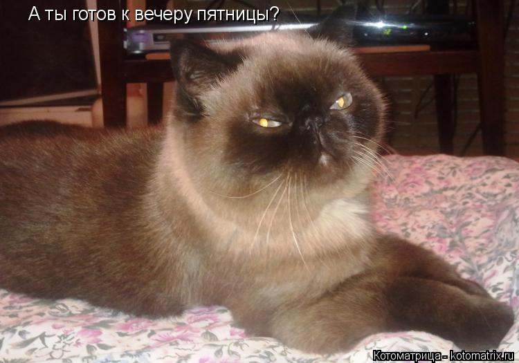 А ты готов к вечеру пятницы?... Котоматрица: А ты готов к вечеру пятницы?
