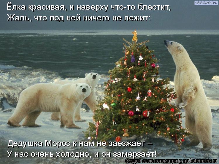 Ёлка красивая, и наверху что-то блестит, Жаль, что под ней ничего не лежит: Дедушка Мороз к нам не за... Котоматрица: Ёлка красивая, и наверху что-то блестит, Жаль, что под ней ничего не лежит: Дедушка Мороз к нам не заезжает – У нас очень холодно, и он замерза