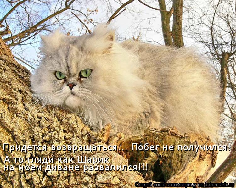 Придется возвращаться... Побег не получился! А то гляди как Шарик на моём диване развалился!!!... Котоматрица: Придется возвращаться... Побег не получился! А то гляди как Шарик на моём диване развалился!!!