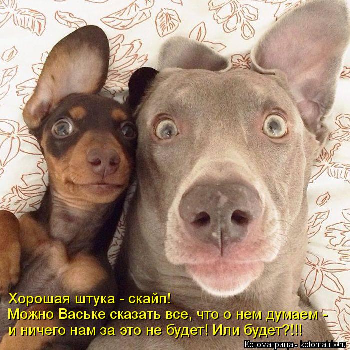 Хорошая штука - скайп! Можно Ваське сказать все, что о нем думаем - и ничего нам за это не будет! Или... Котоматрица: Хорошая штука - скайп! Можно Ваське сказать все, что о нем думаем - и ничего нам за это не будет! Или будет?!!!