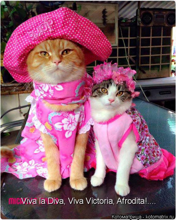 Viva la Diva, Viva Victoria, Afrodita!....... Котоматрица: Viva la Diva, Viva Victoria, Afrodita!....
