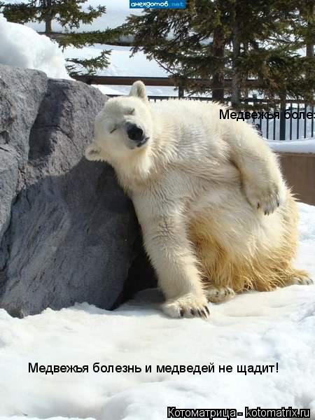 Медвежья болезнь и медведей не щадит!.. Медвежья болезнь и медведей не щадит!... Котоматрица: Медвежья болезнь и медведей не щадит!.. Медвежья болезнь и медведей не щадит!