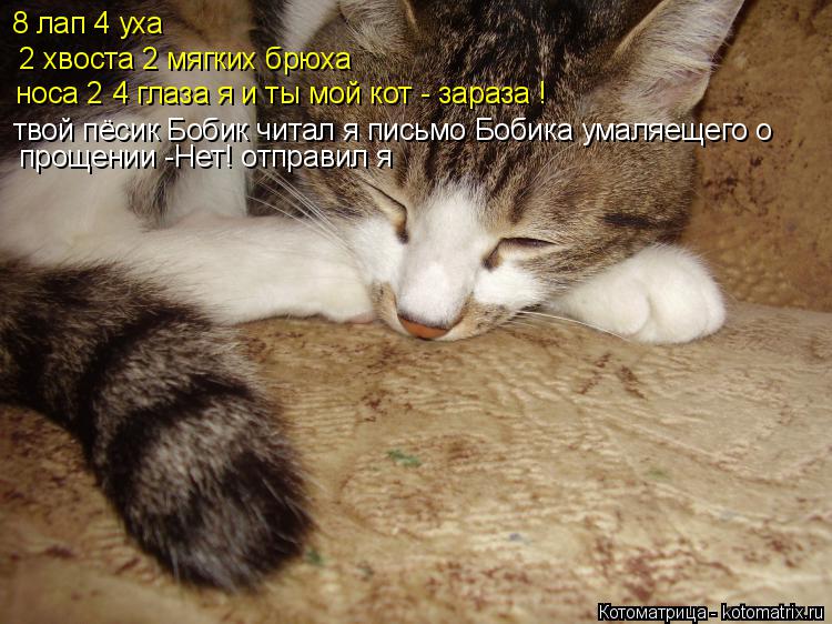 8 лап 4 уха 2 хвоста 2 мягких брюха носа 2 4 глаза я и ты мой кот - зараза ! твой пёсик Бобик читал я... Котоматрица: 8 лап 4 уха 2 хвоста 2 мягких брюха носа 2 4 глаза я и ты мой кот - зараза ! твой пёсик Бобик читал я письмо Бобика умаляещего о прощении -Нет! отпр