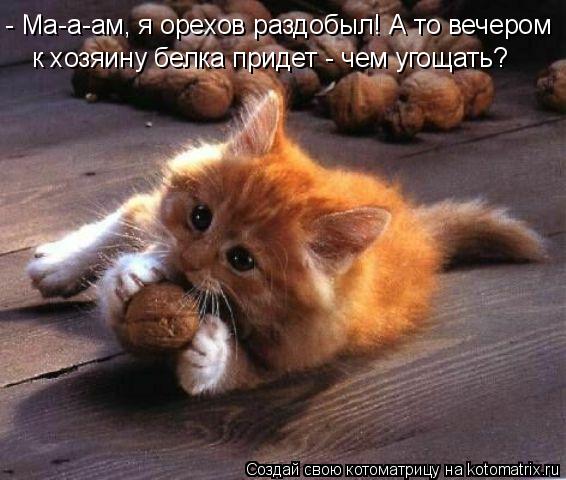 - Ма-а-ам, я орехов раздобыл! А то вечером к хозяину белка придет - чем угощать?... Котоматрица: - Ма-а-ам, я орехов раздобыл! А то вечером к хозяину белка придет - чем угощать?