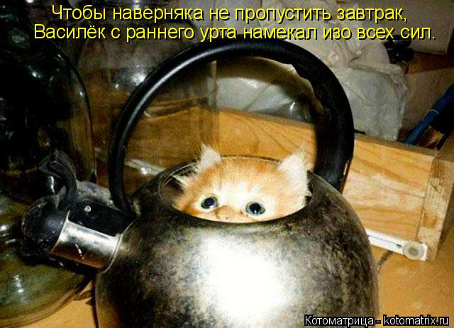 Василёк с раннего урта намекал изо всех сил. Чтобы наверняка не пропустить завтрак,... Котоматрица: Василёк с раннего урта намекал изо всех сил. Чтобы наверняка не пропустить завтрак,