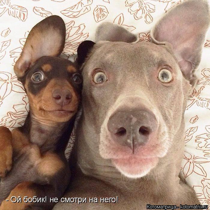 - Ой бобик! не смотри на него!... Котоматрица: - Ой бобик! не смотри на него!