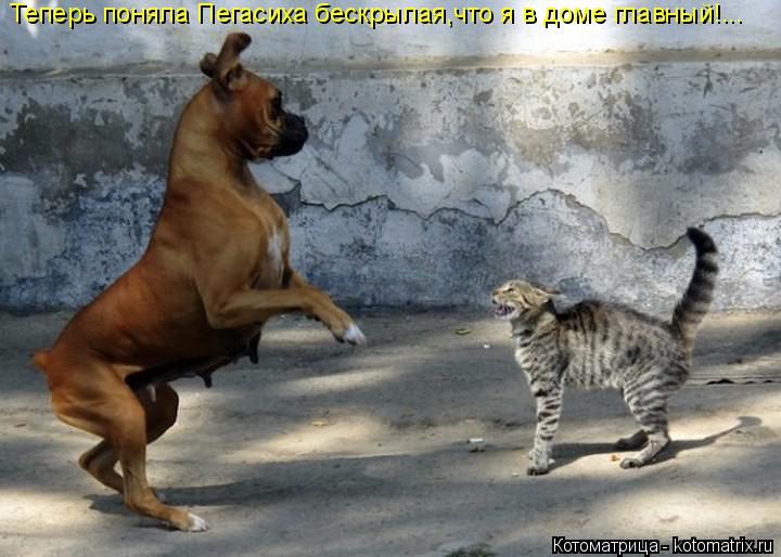 Теперь поняла Пегасиха бескрылая,что я в доме главный!...... Котоматрица: Теперь поняла Пегасиха бескрылая,что я в доме главный!...