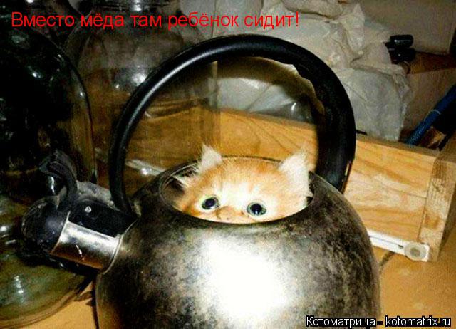 Вместо мёда там ребёнок сидит!... Котоматрица: Вместо мёда там ребёнок сидит!