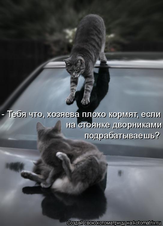 - Тебя что, хозяева плохо кормят, если на стоянке дворниками подрабатываешь?... Котоматрица: - Тебя что, хозяева плохо кормят, если на стоянке дворниками подрабатываешь?