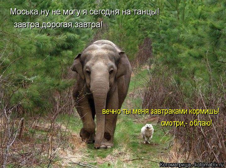 Моська,ну не могу я сегодня на танцы! завтра,дорогая,завтра! вечно ты меня завтраками кормишь! смотри... Котоматрица: Моська,ну не могу я сегодня на танцы! завтра,дорогая,завтра! вечно ты меня завтраками кормишь! смотри,- облаю!