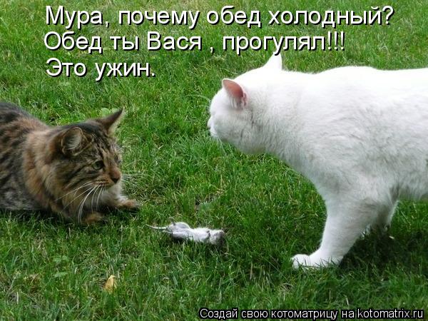 Мура, почему обед холодный? Обед ты Вася , прогулял!!! Это ужин.... Котоматрица: Мура, почему обед холодный? Обед ты Вася , прогулял!!! Это ужин.
