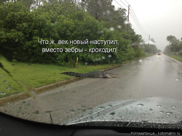 Что ж, век новый наступил, вместо зебры - крокодил!... Котоматрица: Что ж, век новый наступил, вместо зебры - крокодил!