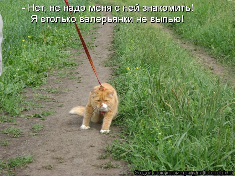 - Нет, не надо меня с ней знакомить! Я столько валерьянки не выпью!... Котоматрица: - Нет, не надо меня с ней знакомить! Я столько валерьянки не выпью!