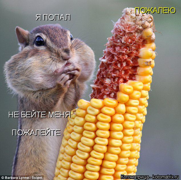 Я ПОПАЛ НЕ БЕЙТЕ МЕНЯ ПОЖАЛЕЙТЕ ПОЖАЛЕЙТЕ ПОЖАЛЕЮ... Котоматрица: Я ПОПАЛ НЕ БЕЙТЕ МЕНЯ ПОЖАЛЕЙТЕ ПОЖАЛЕЙТЕ ПОЖАЛЕЮ