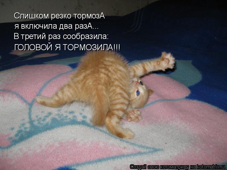 Слишком резко тормозА я включила два разА... В третий раз сообразила: ГОЛОВОЙ Я ТОРМОЗИЛА!!!... Котоматрица: Слишком резко тормозА я включила два разА... В третий раз сообразила: ГОЛОВОЙ Я ТОРМОЗИЛА!!!