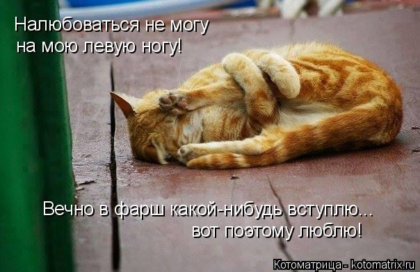 Налюбоваться не могу на мою левую ногу! Вечно в фарш какой-нибудь вступлю... вот поэтому люблю!... Котоматрица: Налюбоваться не могу на мою левую ногу! Вечно в фарш какой-нибудь вступлю... вот поэтому люблю!