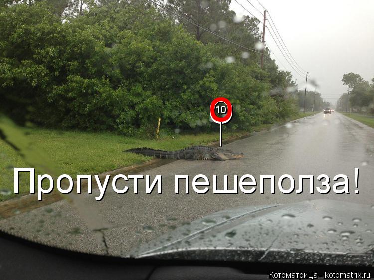 о _____ о 10 Пропусти пешеполза!... Котоматрица: о _____ о 10 Пропусти пешеполза!