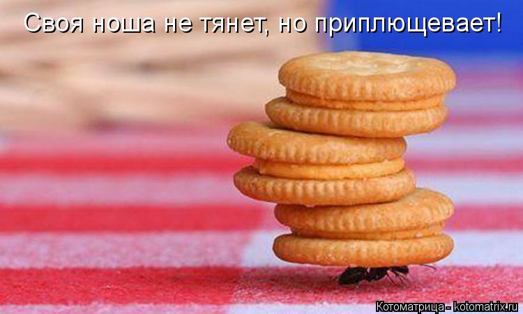 Своя ноша не тянет, но приплющевает!... Котоматрица: Своя ноша не тянет, но приплющевает!