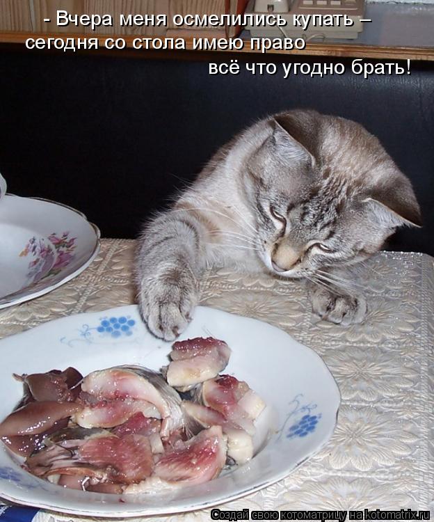 сегодня со стола имею право всё что угодно брать! - Вчера меня осмелились купать –... Котоматрица: сегодня со стола имею право всё что угодно брать! - Вчера меня осмелились купать –