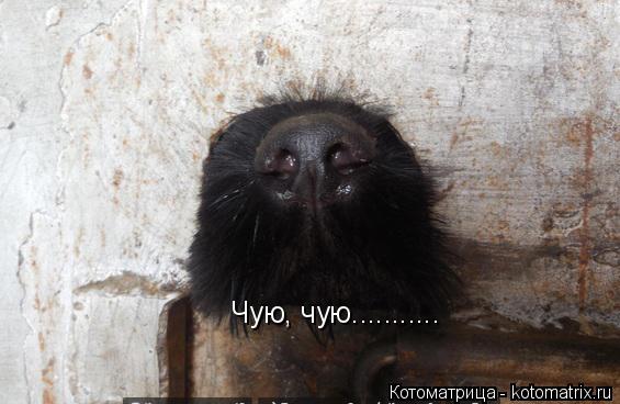 Чую, чую.............. Котоматрица: Чую, чую...........
