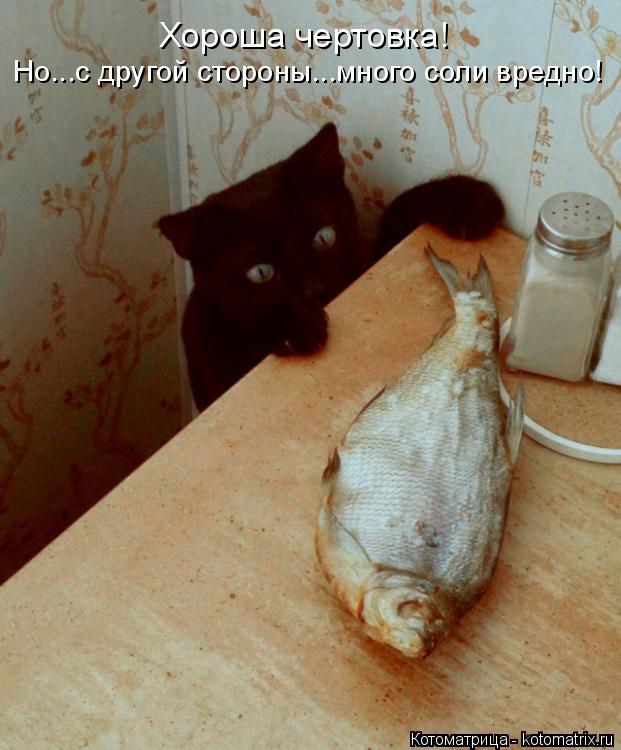 Хороша чертовка! Но...с другой стороны...много соли вредно!... Котоматрица: Хороша чертовка! Но...с другой стороны...много соли вредно!